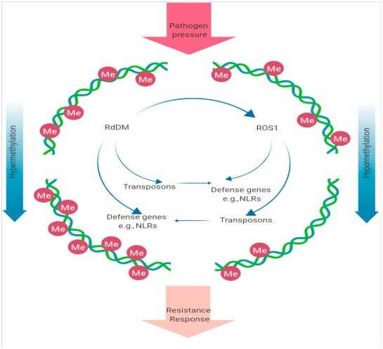 Regulation of plant DNA methylation under pathogen stress