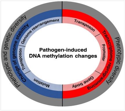 Pathogenic bacteria induced DNA methylation changes that affect phenotype and genetic diversity through reprogramming of transcriptome and genomic stability changes
