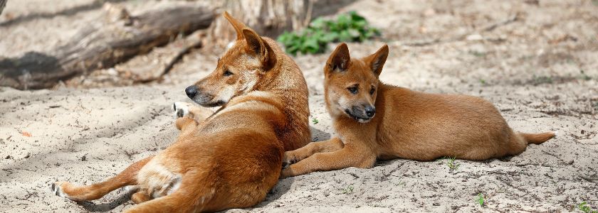 WHICH CAME FIRST THE DOG OR THE DINGO GENOME? DNA ANALYSIS MAY PROVIDE AN ANSWER