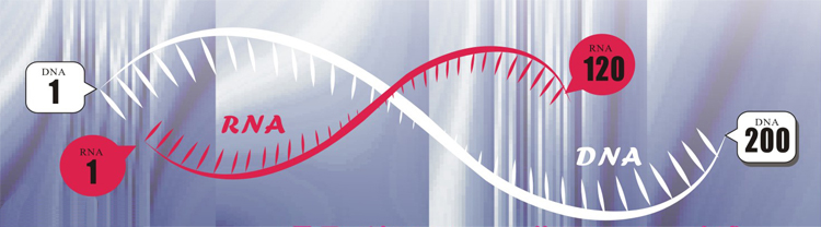 IDT Ultramer™ Oligos 200bases DNA and 120bases RNA