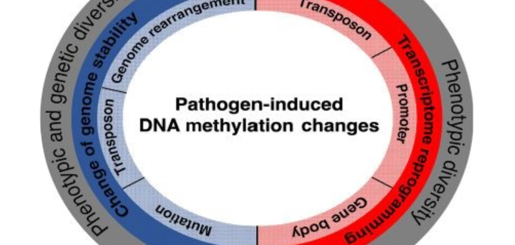 Resistance and Reduce Yield Loss Through DNA Methylation