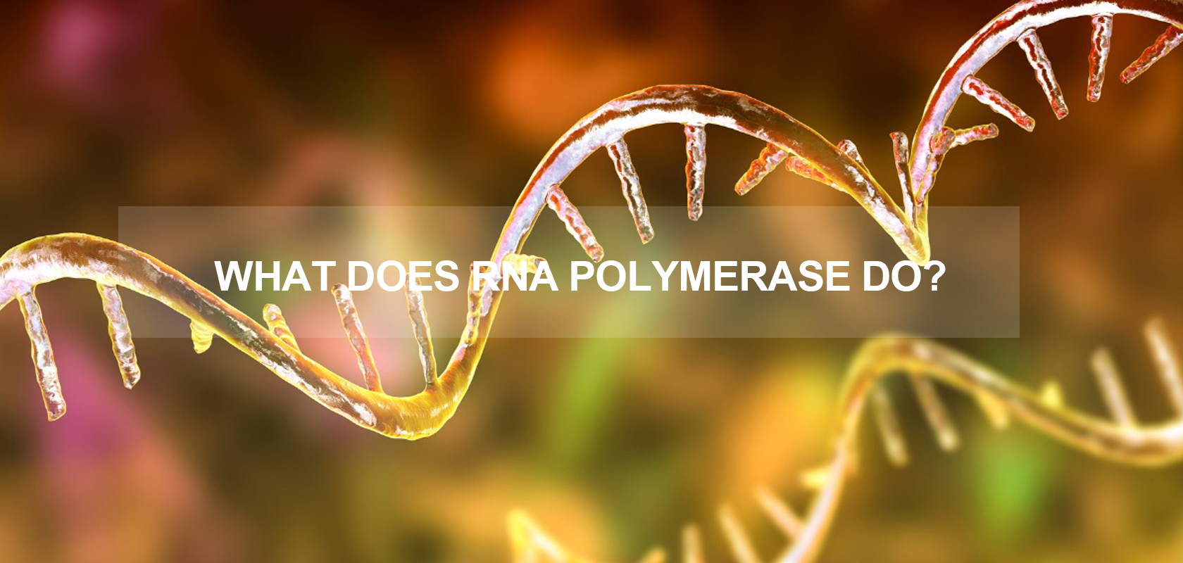 WHAT DOES RNA POLYMERASE DO?