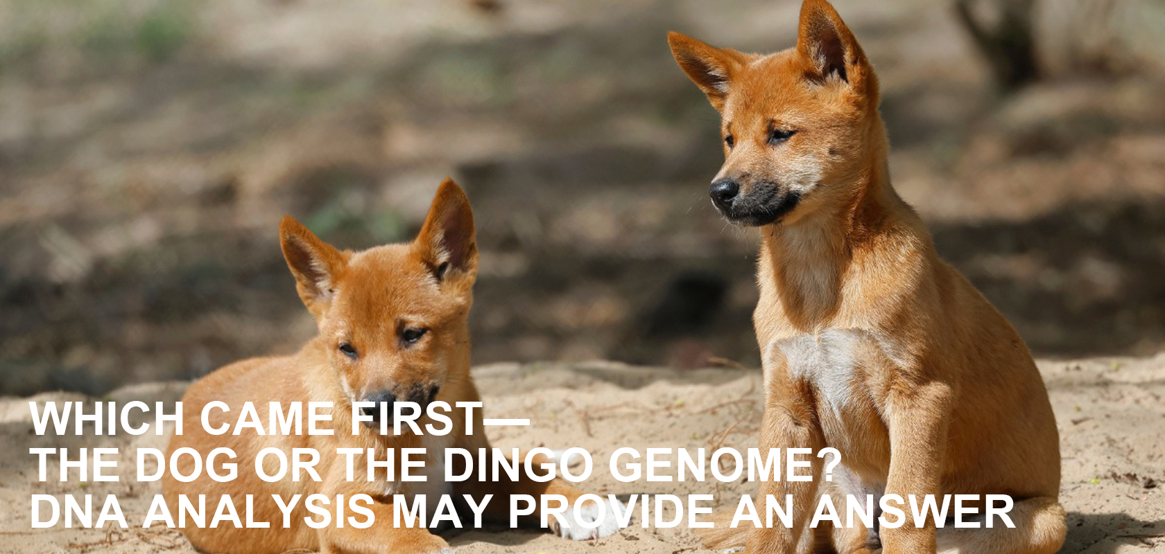 WHICH CAME FIRST—THE DOG OR THE DINGO GENOME? DNA ANALYSIS MAY PROVIDE AN ANSWER