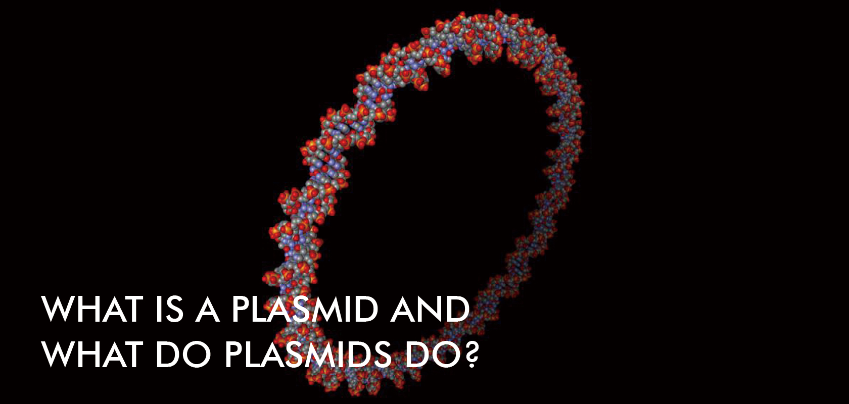 WHAT IS A PLASMID AND WHAT DO PLASMIDS DO?