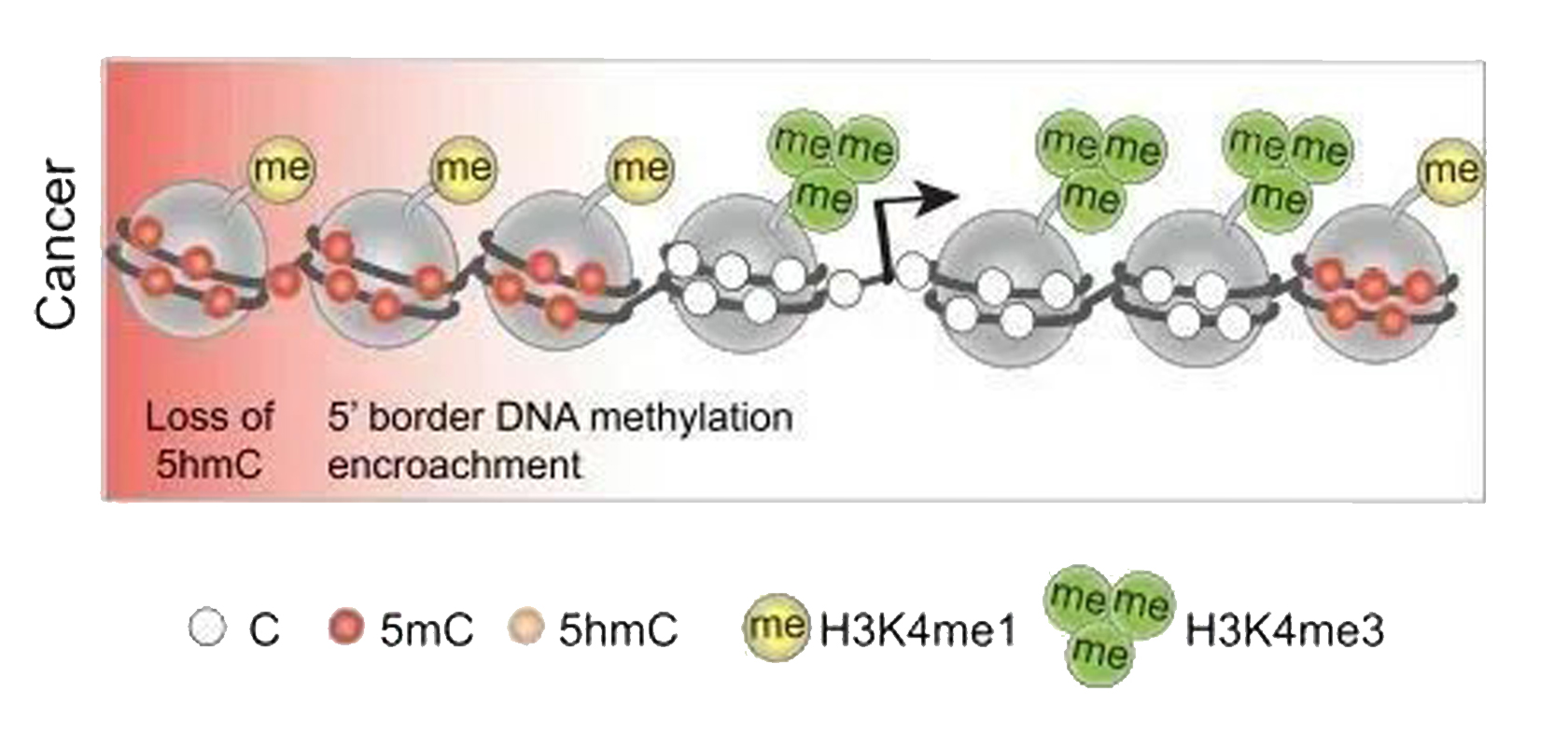 Cancer Cell｜Research on Whole Genome Methylation of Cancer