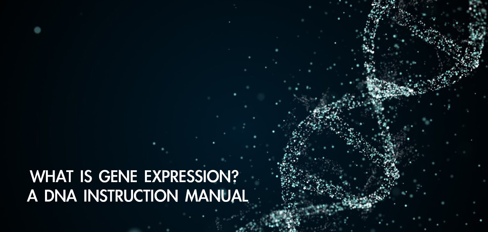 WHAT IS GENE EXPRESSION? A DNA INSTRUCTION MANUAL