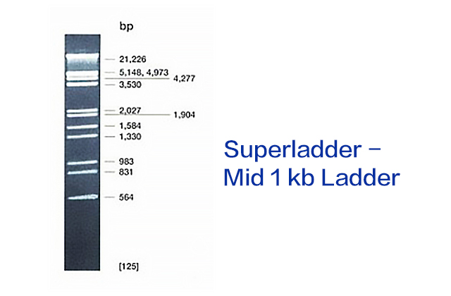 Superladder - Mid 1 kb Ladder