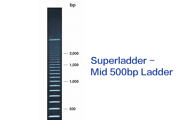 Superladder - Mid 500bp Ladder