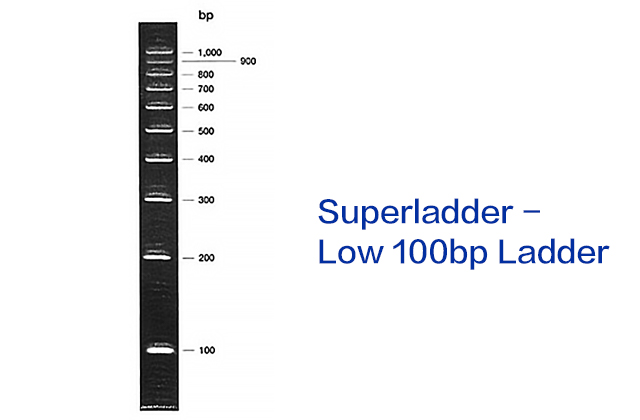 Superladder - Low 100bp Ladder