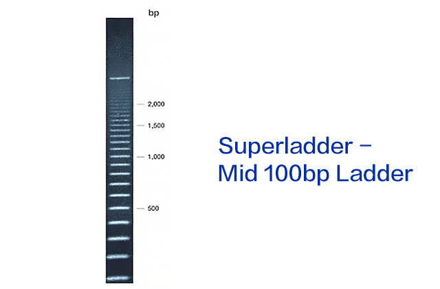 Superladder - Mid 100bp Ladder